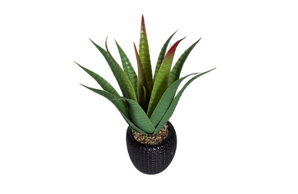 Aloe With Pot