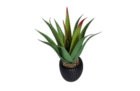 Aloe With Pot