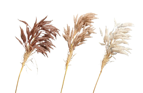 Pampas Single Stem 80Cm