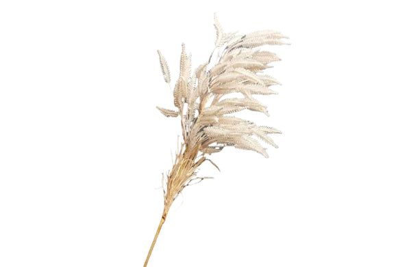 Pampas Single Stem 80Cm