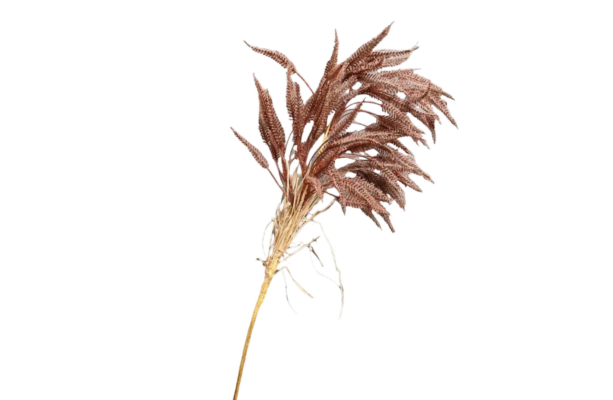 Pampas Single Stem 80Cm