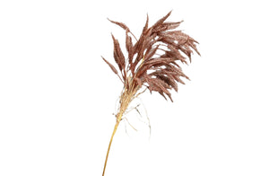 Pampas Single Stem 80Cm