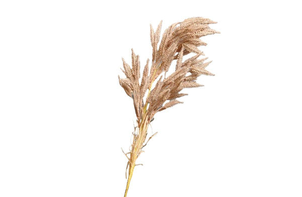 Pampas Single Stem 80Cm