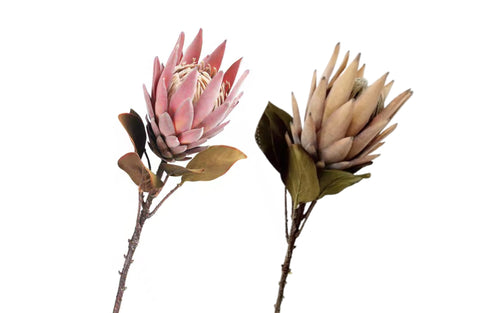 Protea Single Stem Flower 70Cm