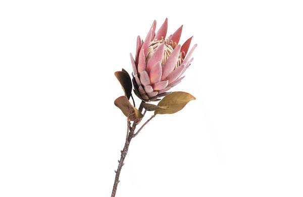 Protea Single Stem Flower 70Cm