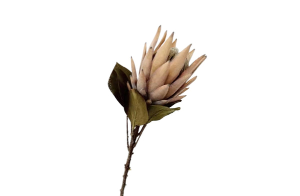 Protea Single Stem Flower 70Cm