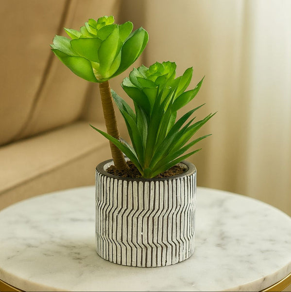 Potted plant on a marble surface with a neutral background