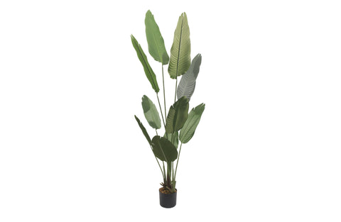 Tall artificial bird of paradise plant in black pot, 180cm.
